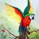 Macaw1Harlequin
