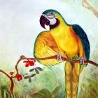 Macaw2BlueandGold