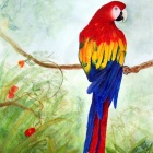 Macaw3Scarlet